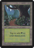 Forest (B)