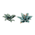 GamersGrass: Laser Plants - Blue Agave
