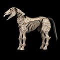 Mythic Legions: Skeleton Steed Legion Builder - Action Figure (PREORDER)