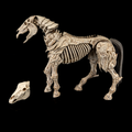 Mythic Legions: Skeleton Steed Legion Builder - Action Figure (PREORDER)