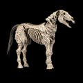 Mythic Legions: Skeleton Steed Legion Builder - Action Figure (PREORDER)