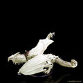 Dungeons & Dragons Miniatures: Icons of the Realms - Icewind Dale: Rime of the Frostmaiden - Arveiaturace Dragon (On Sale)